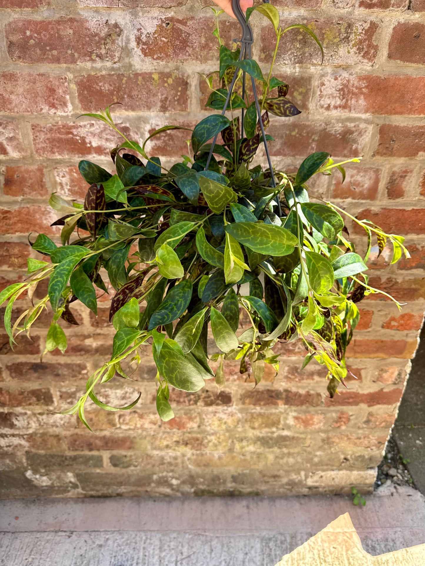 Aeschynanthus Marmoratus - Zebra Vine