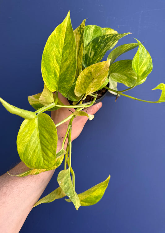 Epipremnum Pinnatum - Neon Queen High Variegation