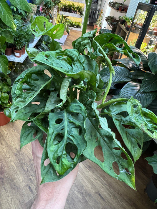 Monstera Obliqua Leichtlinii - Swiss Cheese Vine