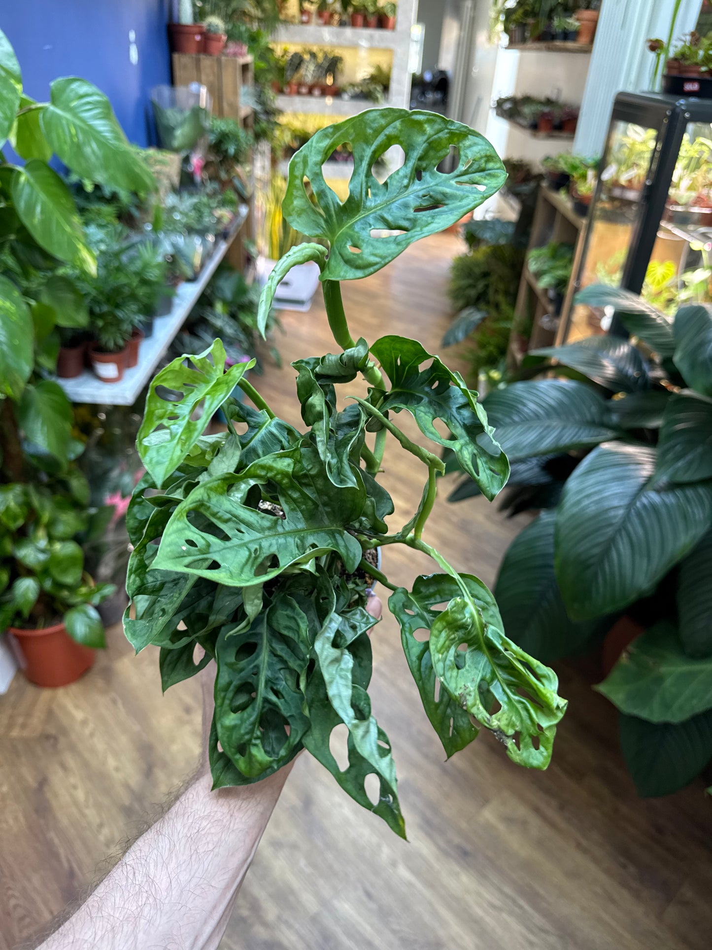 Monstera Obliqua Leichtlinii - Swiss Cheese Vine