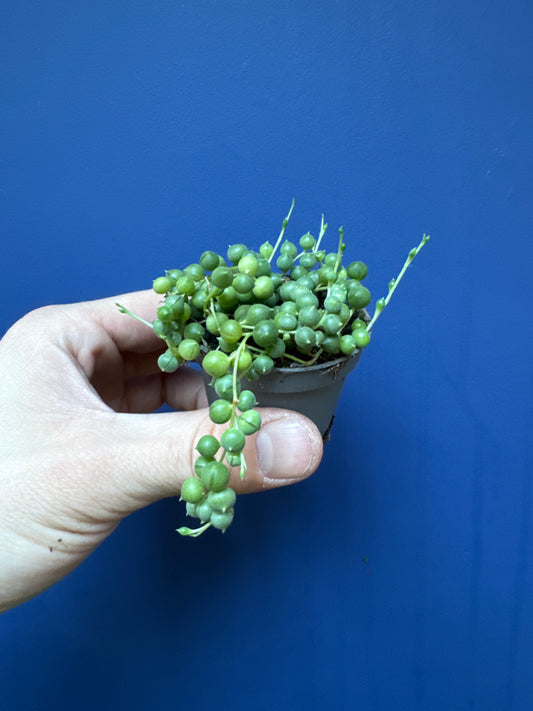 Senecio Herreianus - String of Beads/String of Watermelons