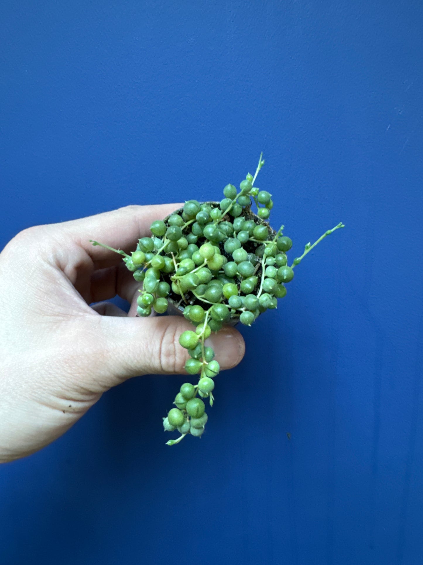Senecio Herreianus - String of Beads/String of Watermelons