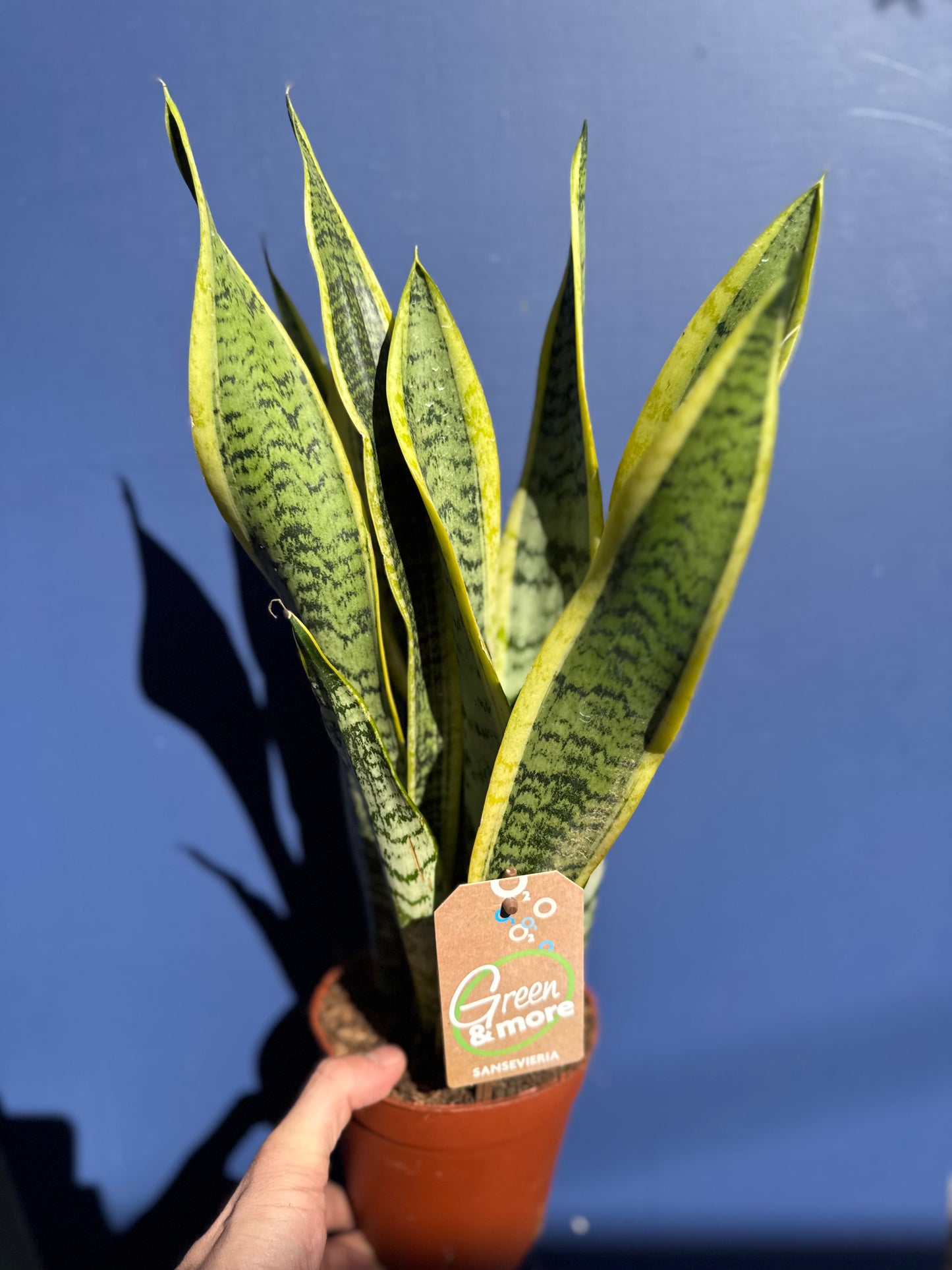 Sansevieria Laurentii - Dracaena Trifasciata- Snake Plant