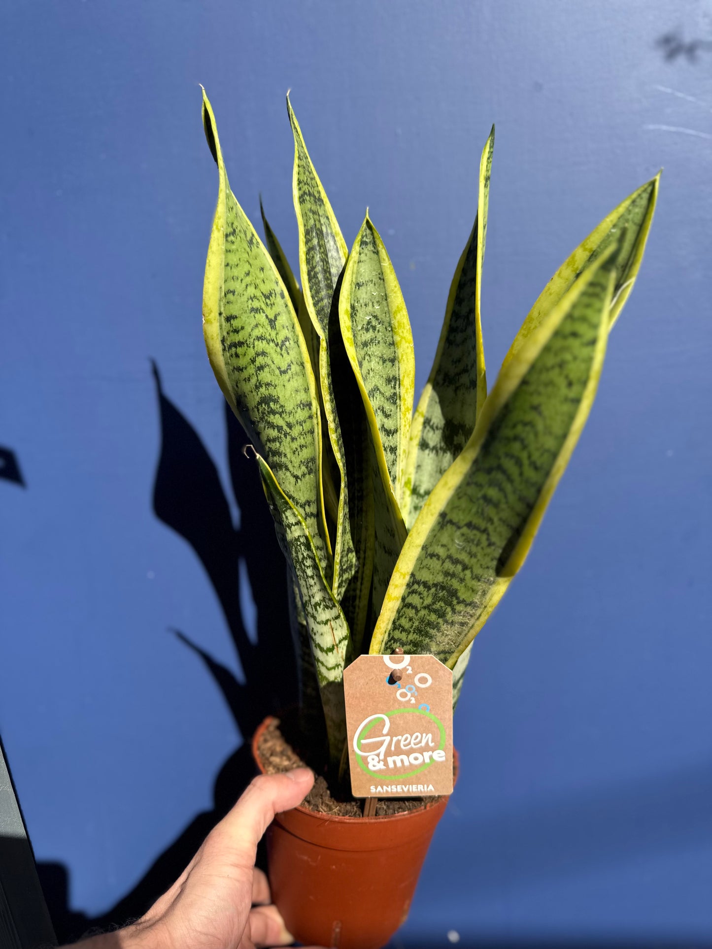 Sansevieria Laurentii - Dracaena Trifasciata- Snake Plant