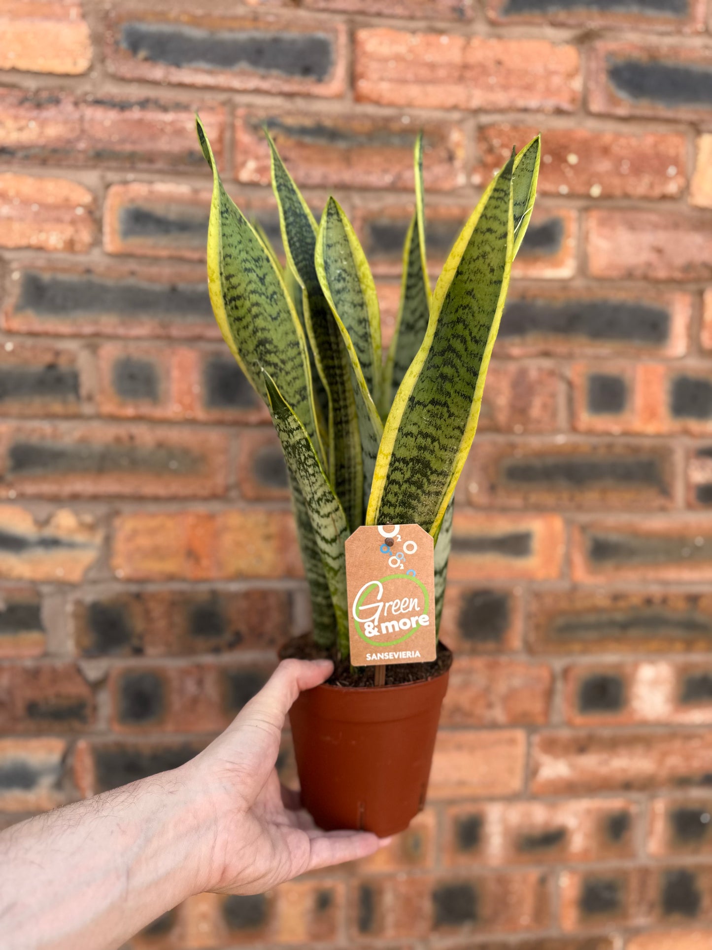 Sansevieria Laurentii - Dracaena Trifasciata- Snake Plant