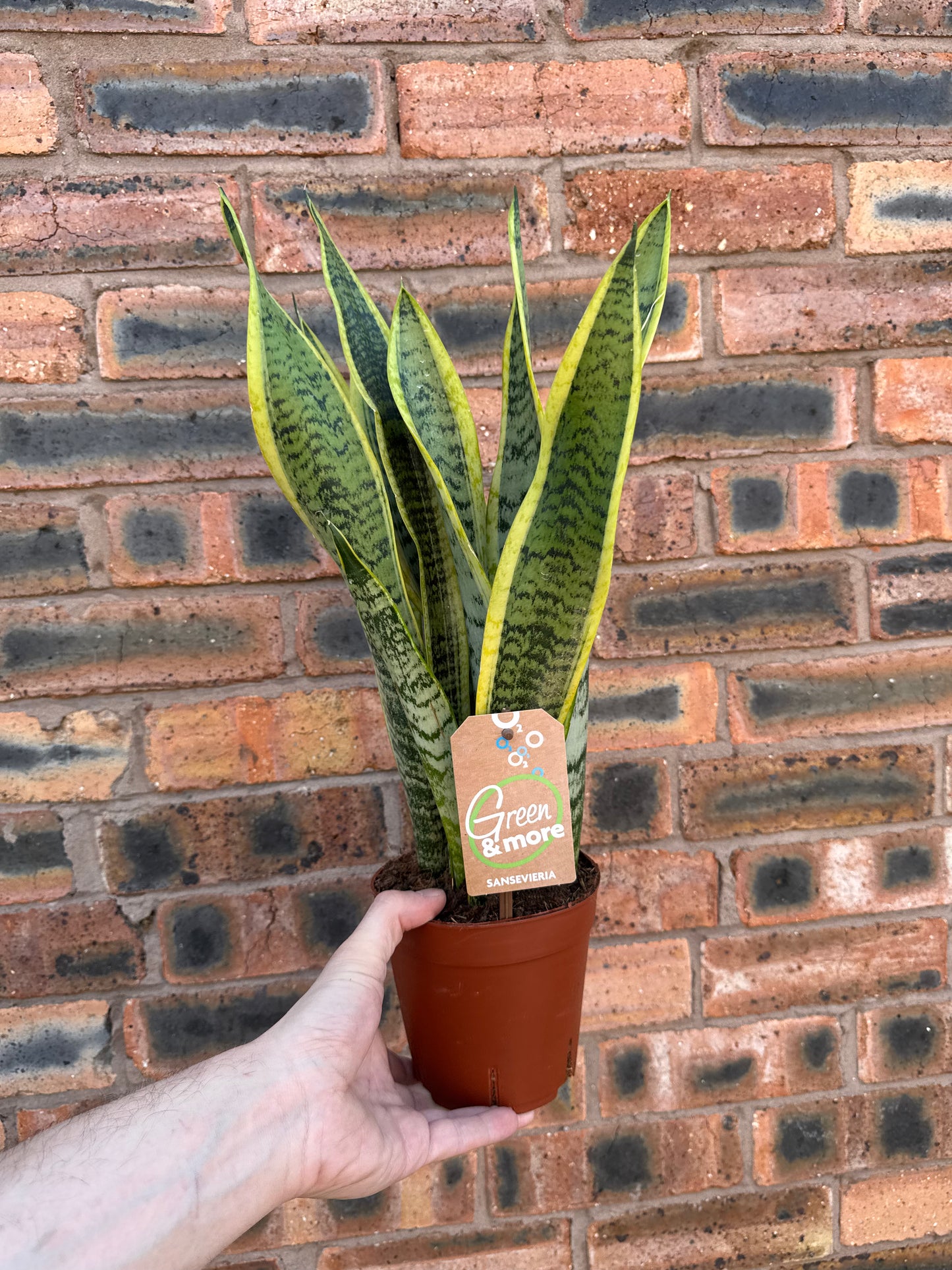 Sansevieria Laurentii - Dracaena Trifasciata- Snake Plant