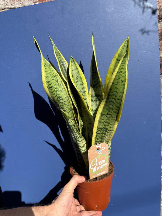 Sansevieria Laurentii - Dracaena Trifasciata- Snake Plant