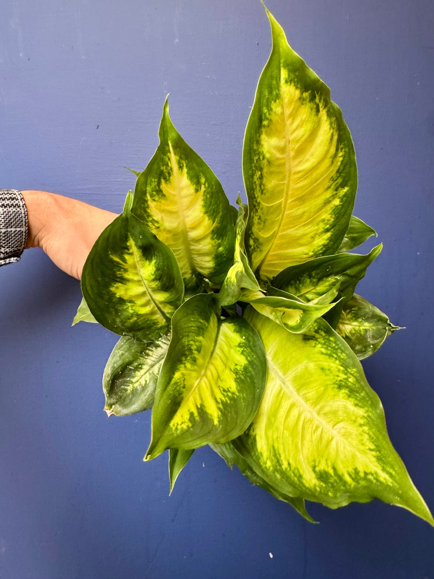 Dieffenbachia Camilla - Dumb Cane Plant