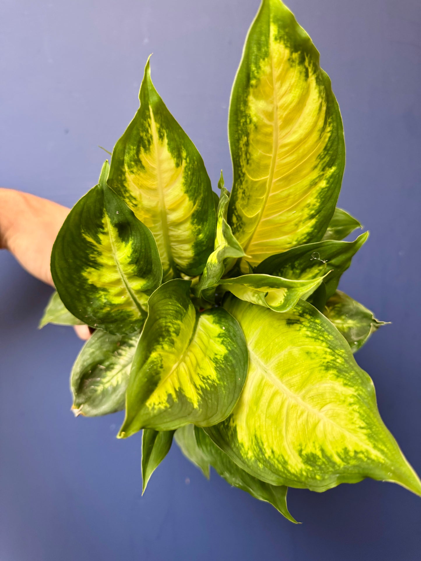 Dieffenbachia Camilla - Dumb Cane Plant