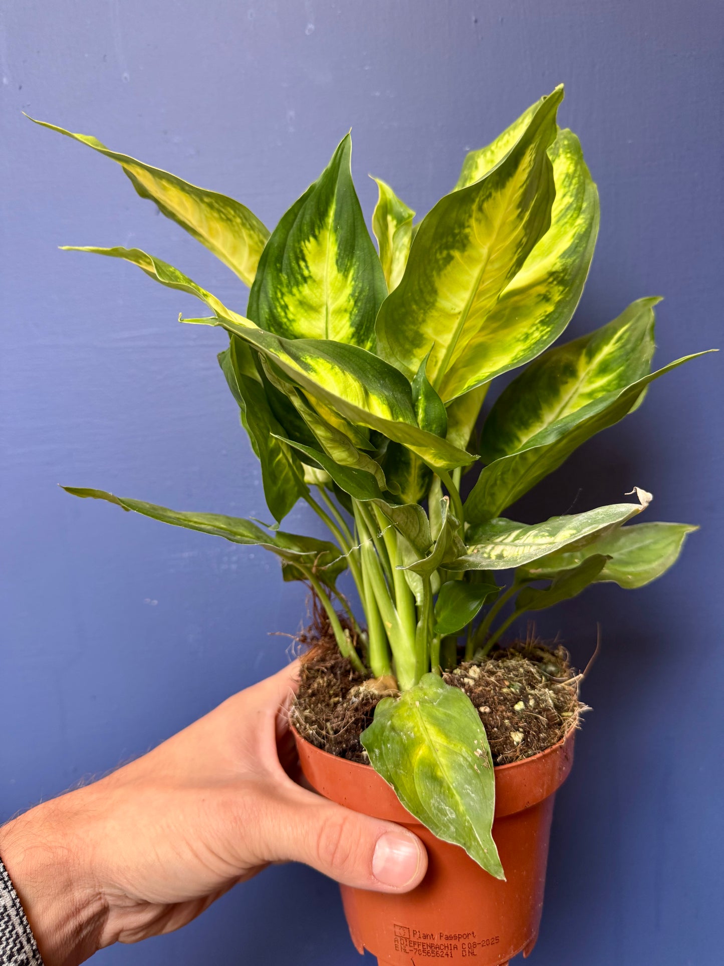 Dieffenbachia Camilla - Dumb Cane Plant