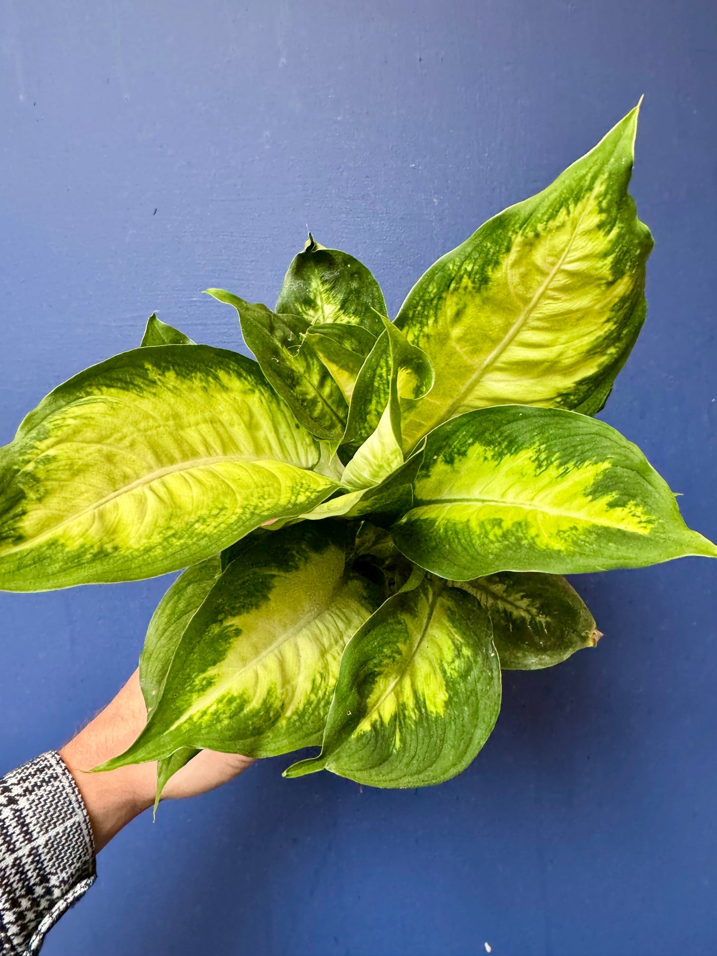 Dieffenbachia Camilla - Dumb Cane Plant