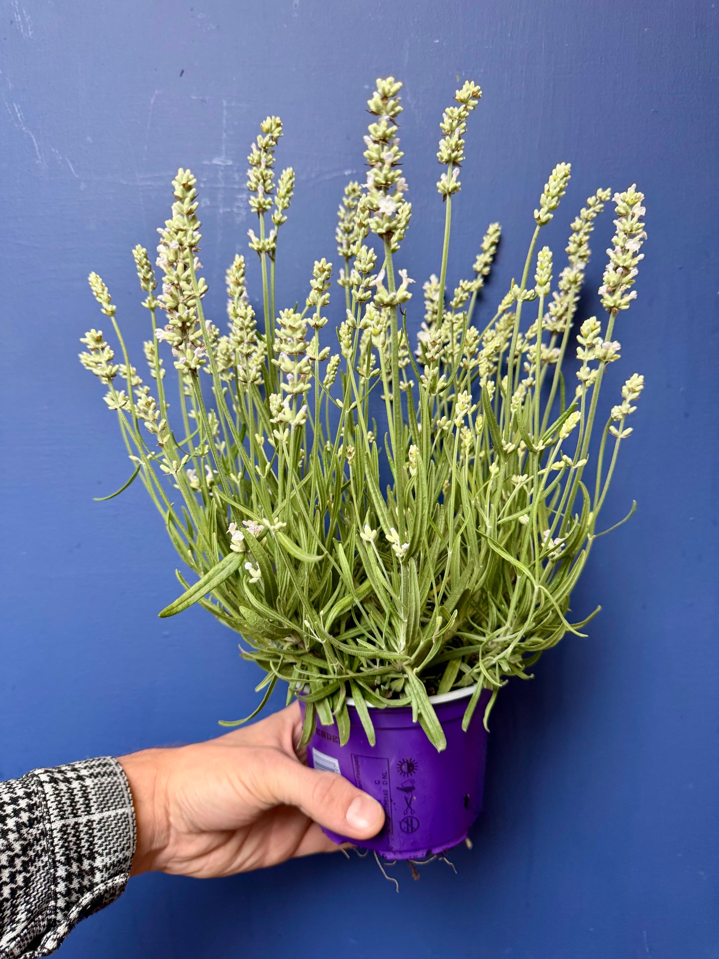 Lavandula angustifolia ‘Ellagance Ice’ - White English Lavender