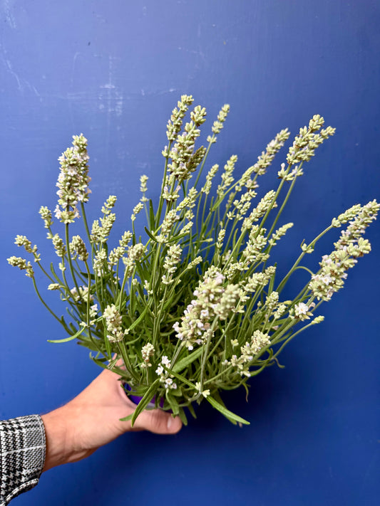 Lavandula angustifolia ‘Ellagance Ice’ - White English Lavender