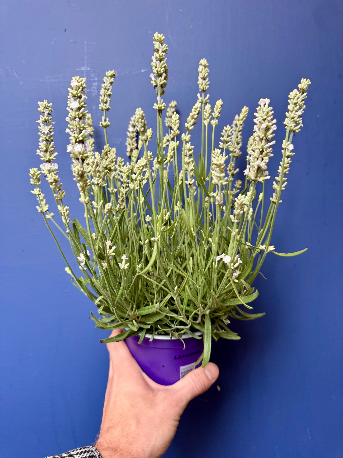 Lavandula angustifolia ‘Ellagance Ice’ - White English Lavender
