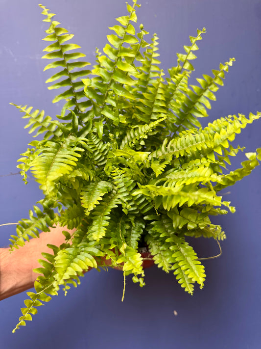 Nephrolepis Exaltata - Boston Fern