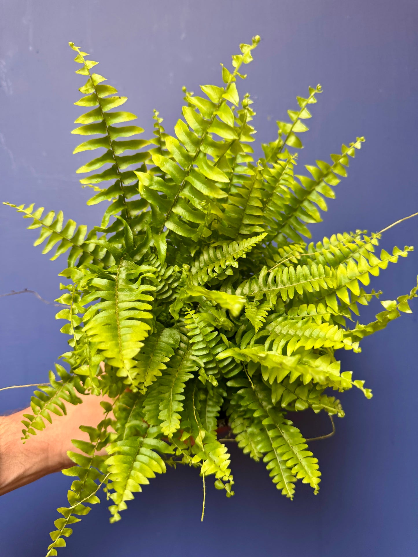 Nephrolepis Exaltata - Boston Fern