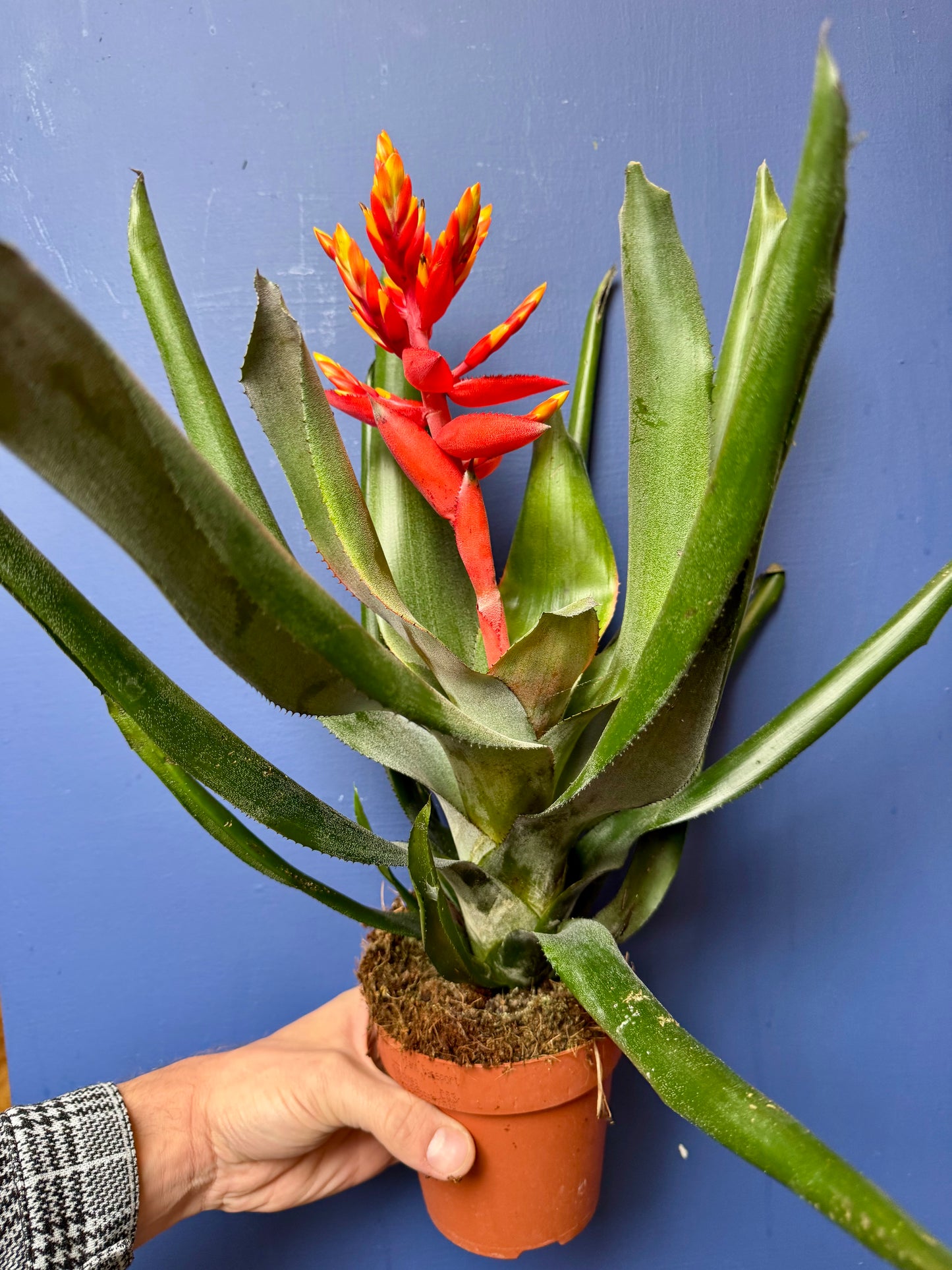 Aechmea Pepita Elegant Flames - Elegant Flame Bromeliad
