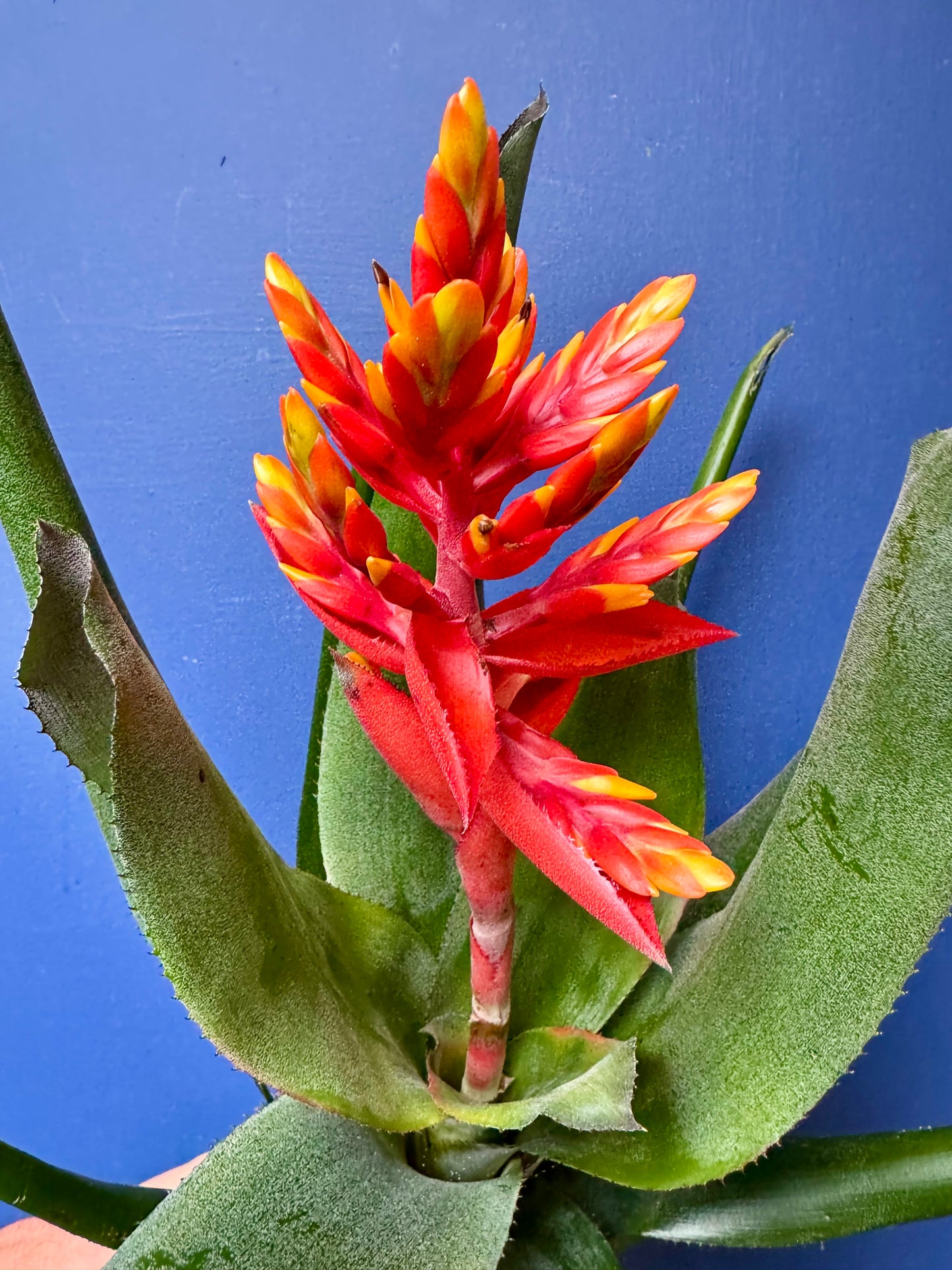 Aechmea Pepita Elegant Flames - Elegant Flame Bromeliad