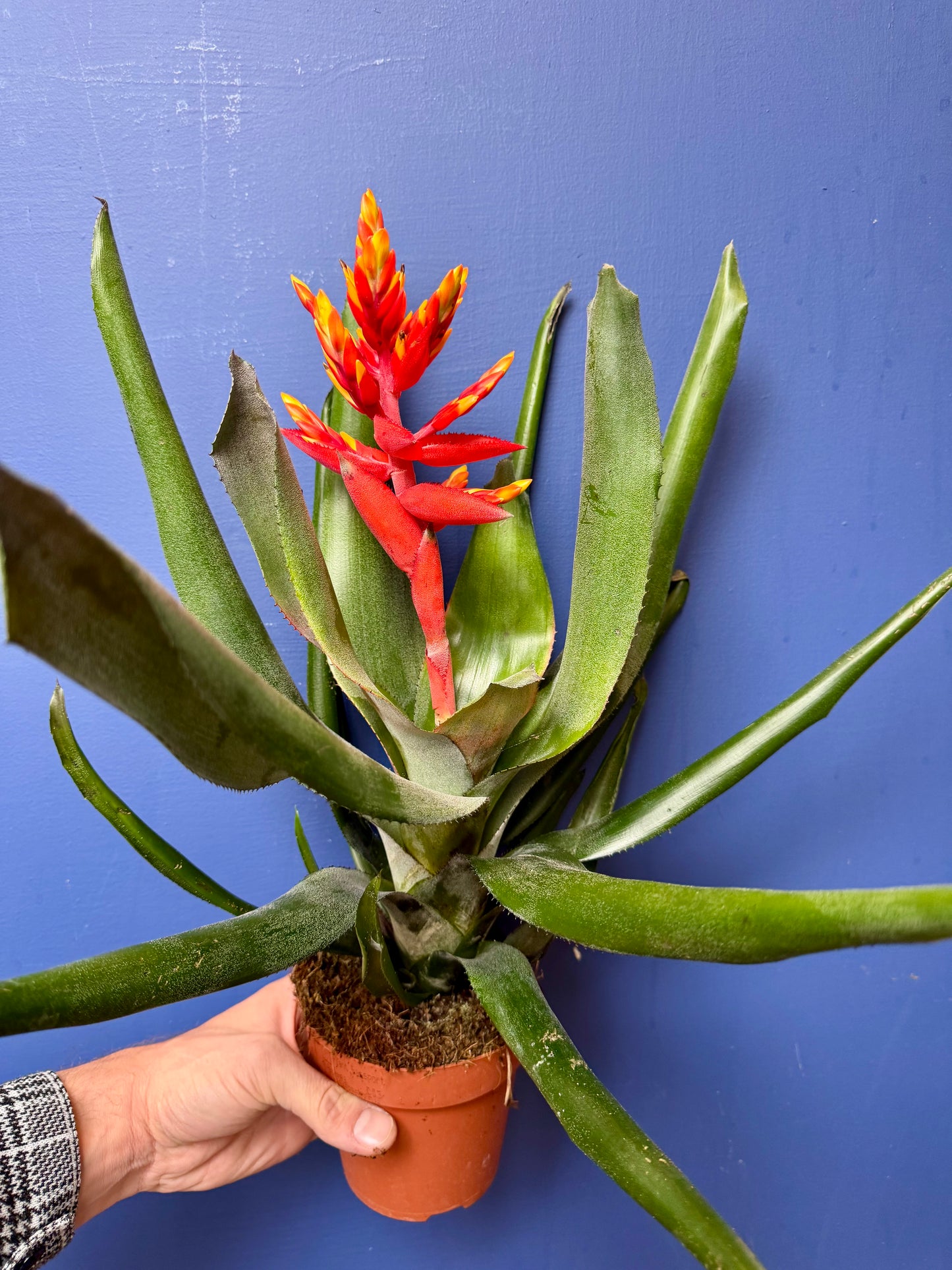 Aechmea Pepita Elegant Flames - Elegant Flame Bromeliad