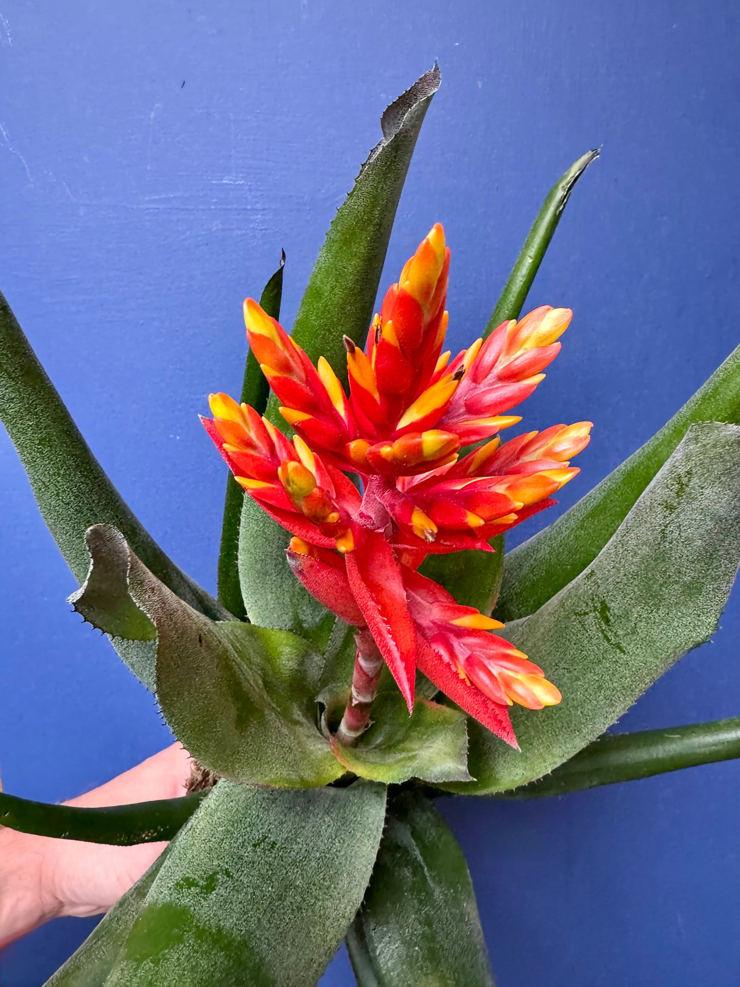 Aechmea Pepita Elegant Flames - Elegant Flame Bromeliad