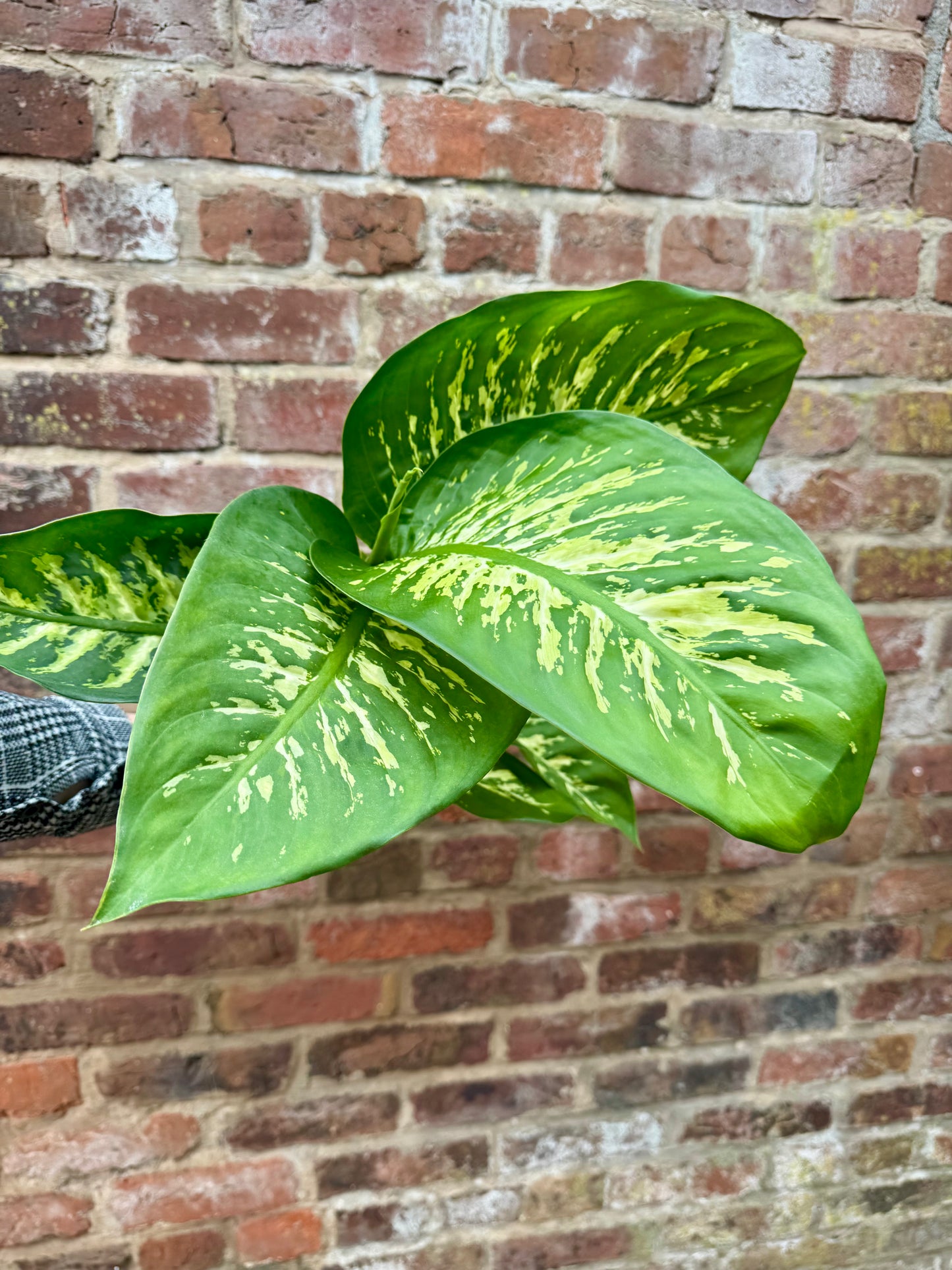 Dieffenbachia Tropic Snow - Dumb Cane Plant