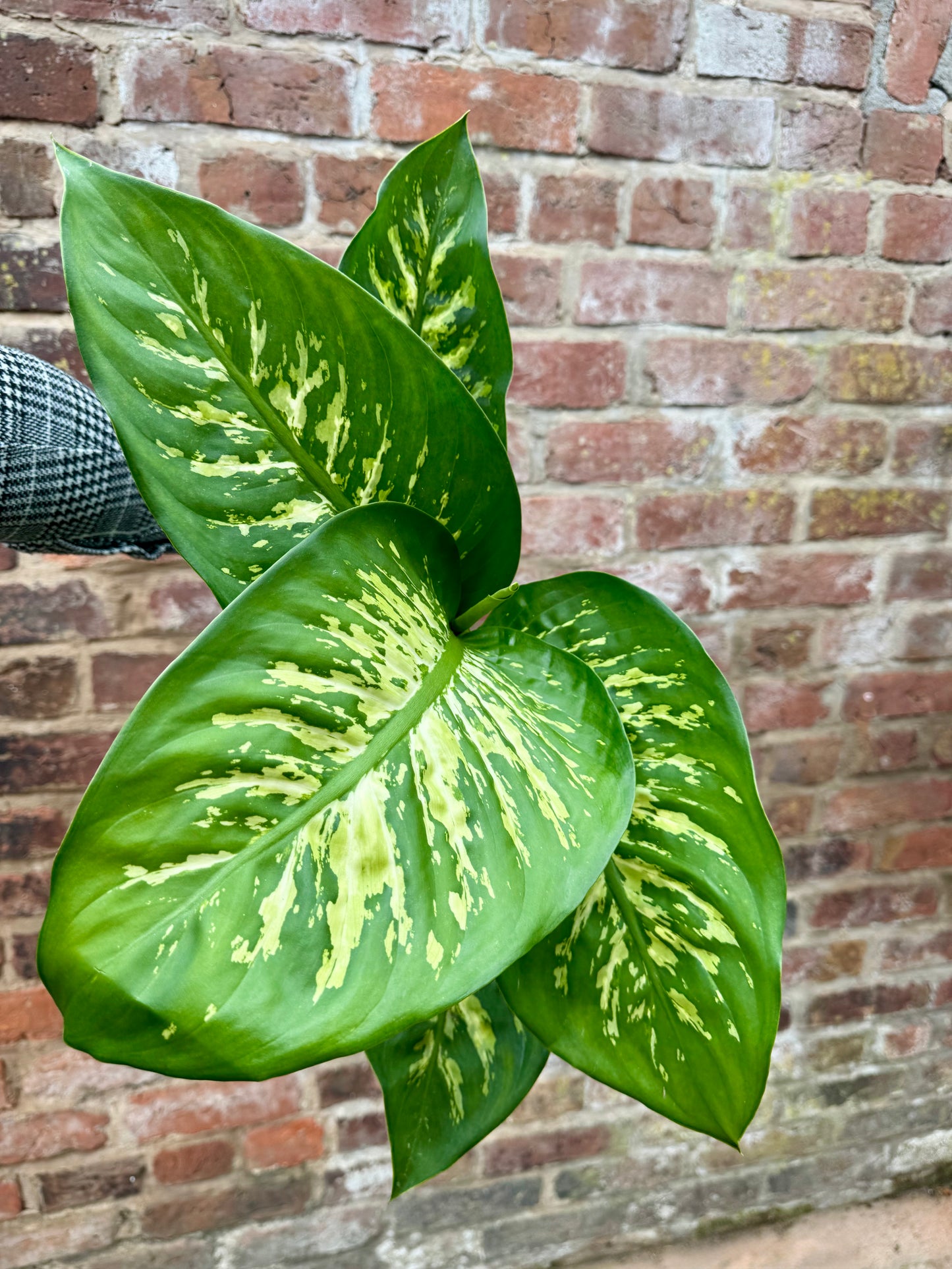 Dieffenbachia Tropic Snow - Dumb Cane Plant