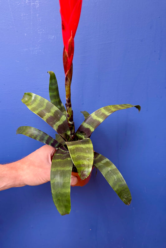 Vriesea Era - Bromeliad Flaming Sword