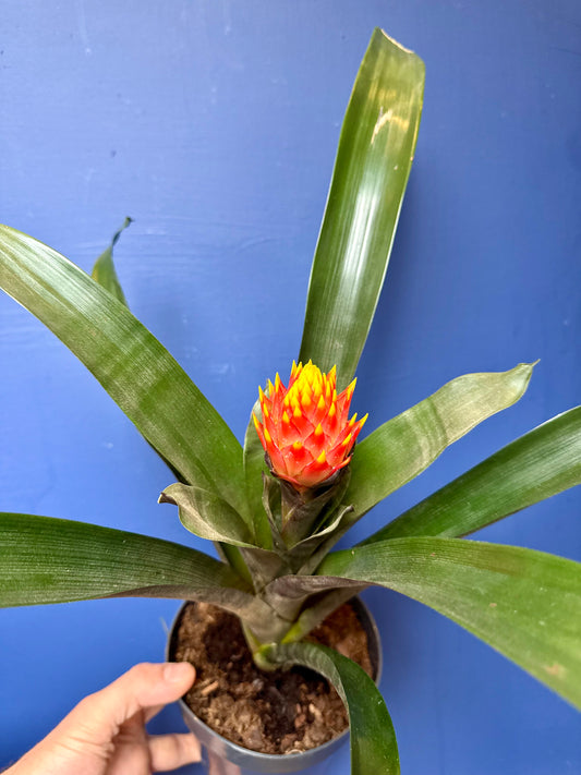 Guzmania Conifera - Cone Headed Bromeliad