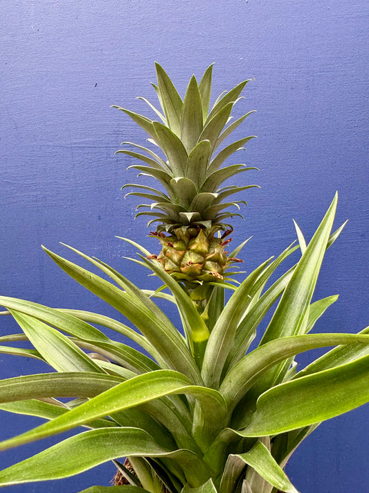 Ananas Mi Amigo - Ornamental Pineapple Plant