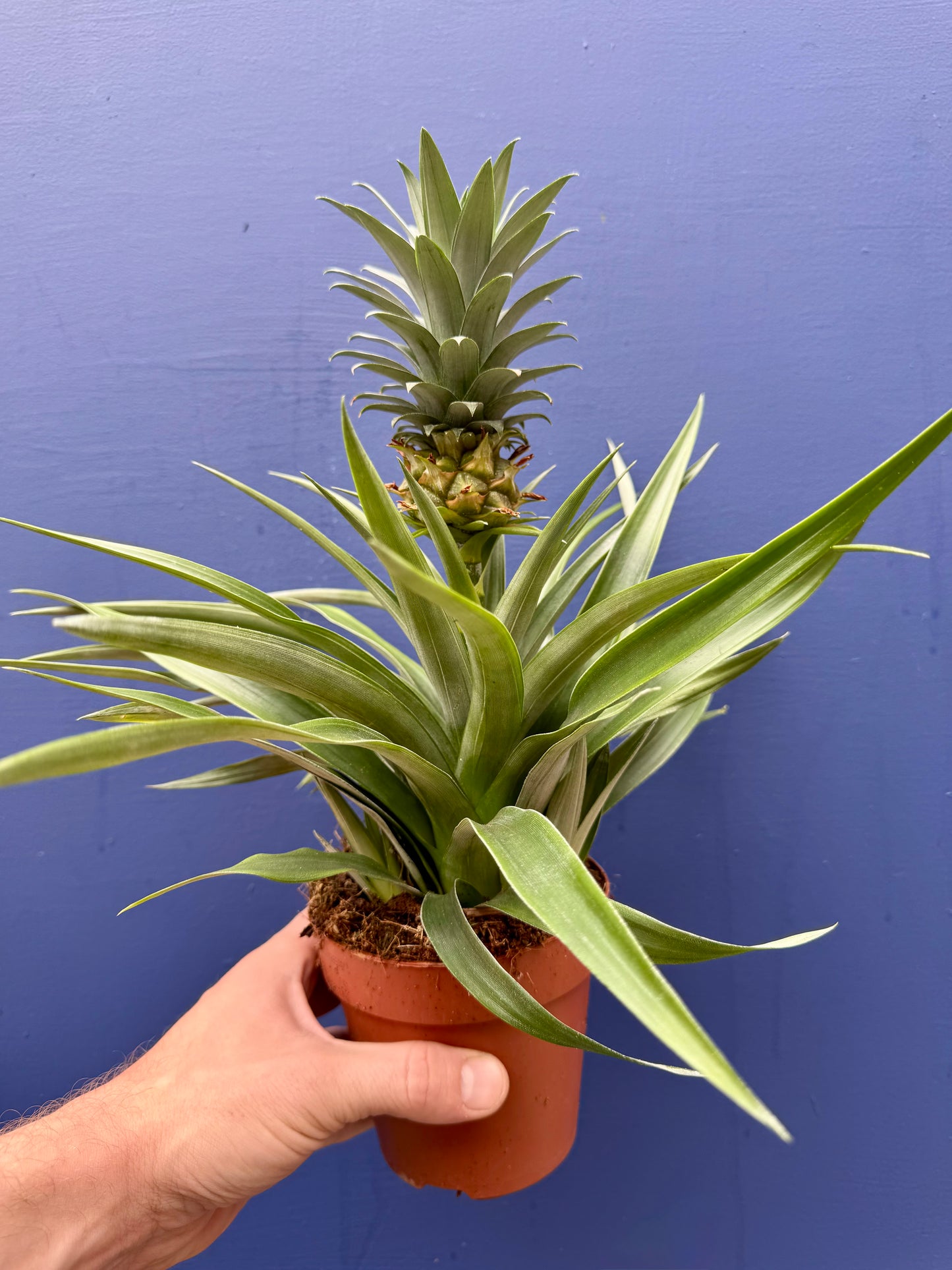 Ananas Mi Amigo - Ornamental Pineapple Plant