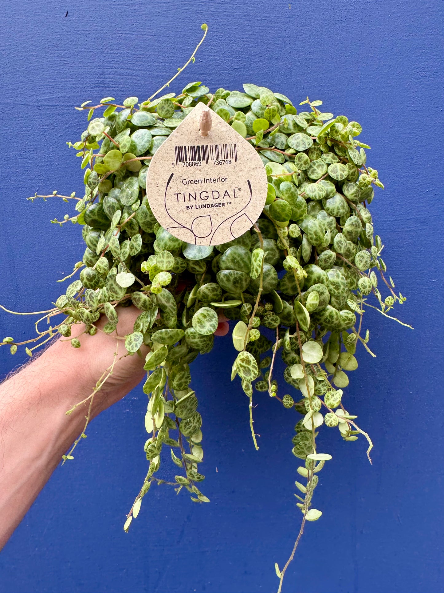 Peperomia Prostrata - String of Turtles