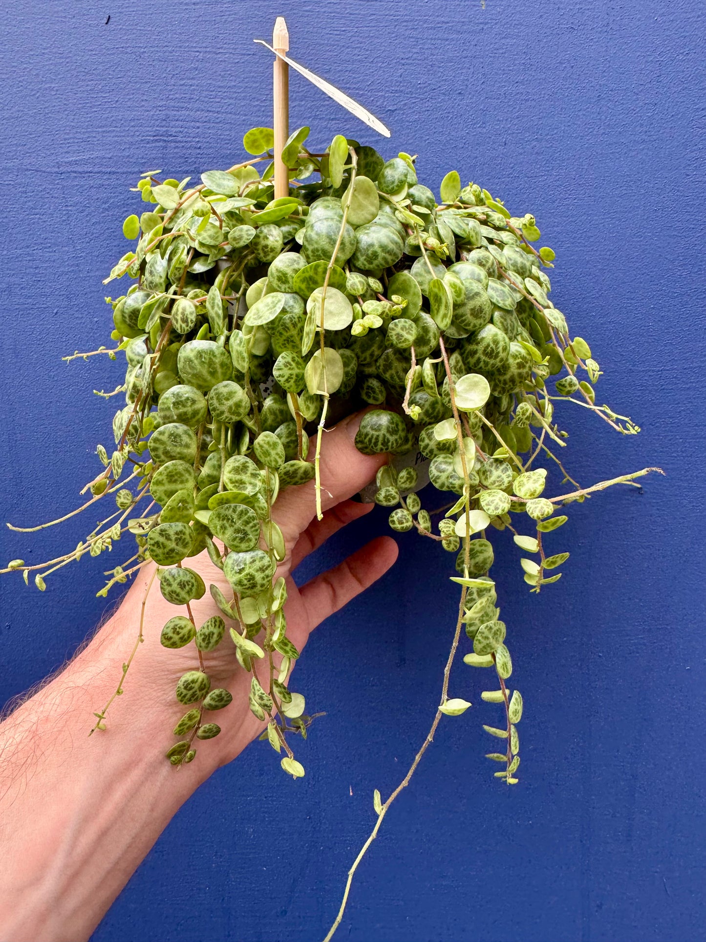 Peperomia Prostrata - String of Turtles