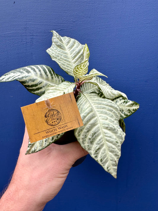 Aphelandra Squarrosa White Wash - Zebra Plant