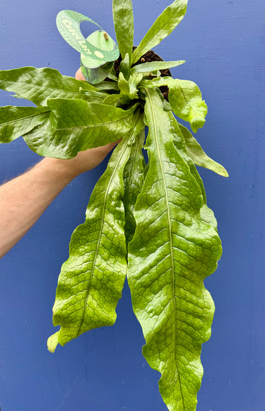 Microsorum Musifolium Crocodyllus - Crocodile Fern