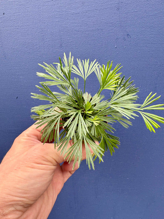 Actiniopteris Australis - Eyelash Fern