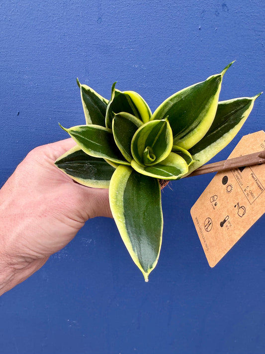 Sansevieria/Dracaena Trifasciata Golden Hahnii Birds Nest Snake Plant