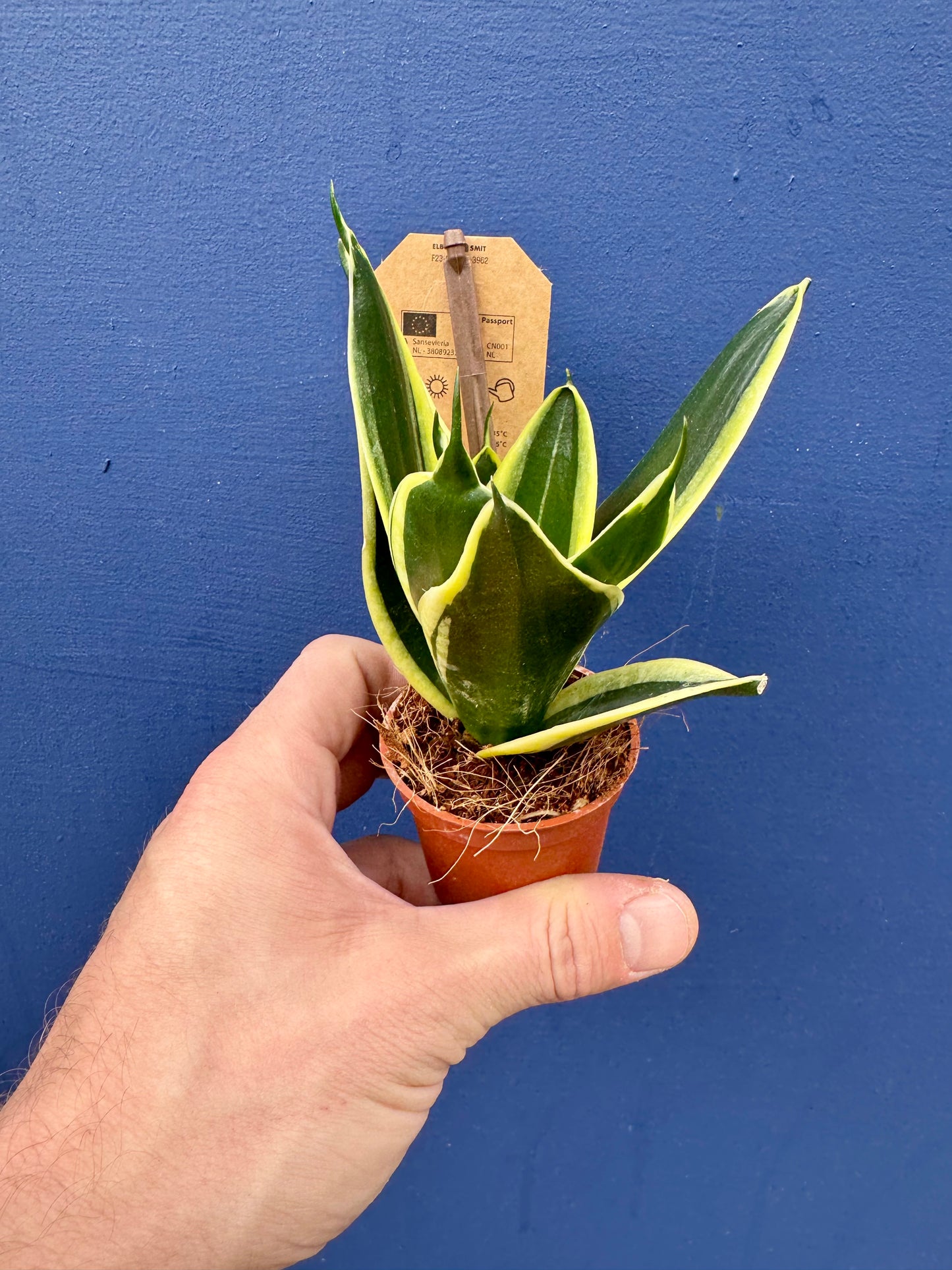 Sansevieria/Dracaena Trifasciata Golden Hahnii Birds Nest Snake Plant