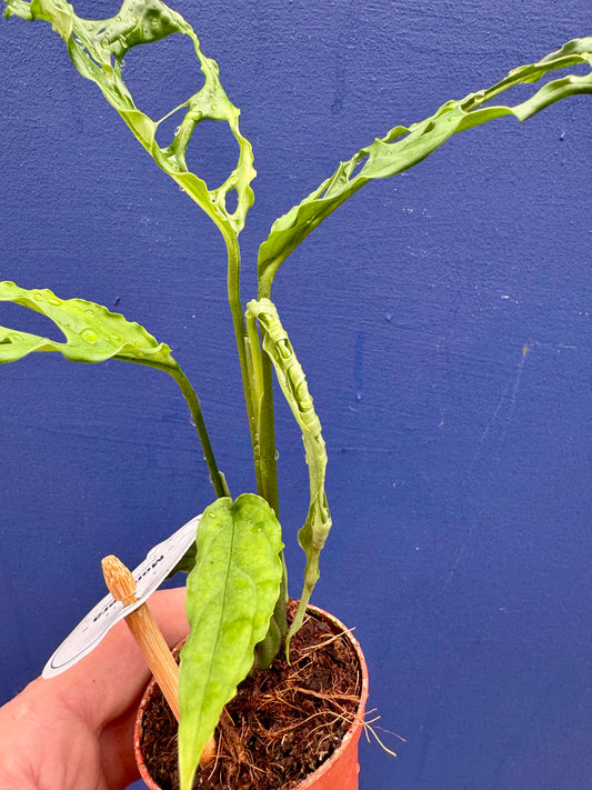 Monstera Obliqua Peruviana - Monstera Obliqua Peru