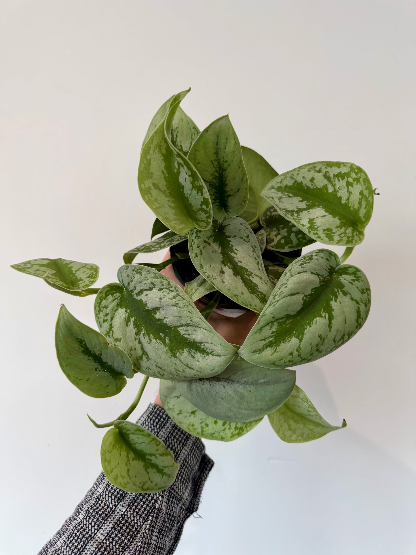 Silver Satin Pothos - Scindapsus Pictus Trebie