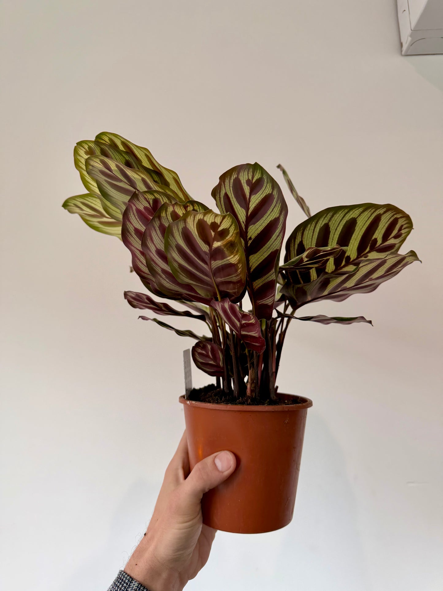 Peacock Calathea - Calathea Makoyana