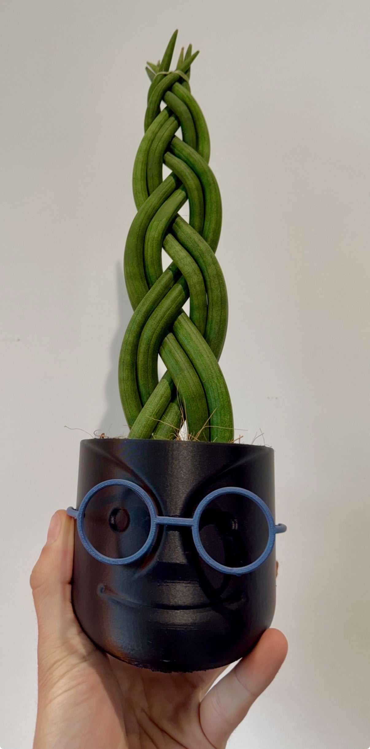 Braided Snake Plant - Sanseviera Cylindrica Braided