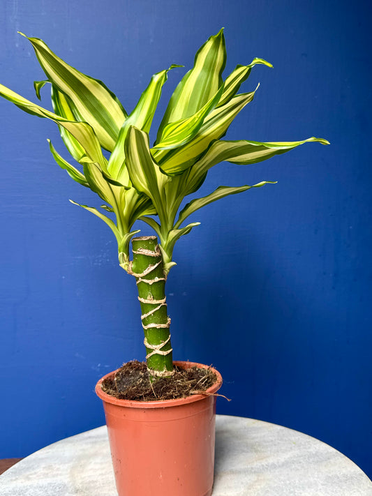 Dracaena Fragrans Yellow Coast - Corn Plant