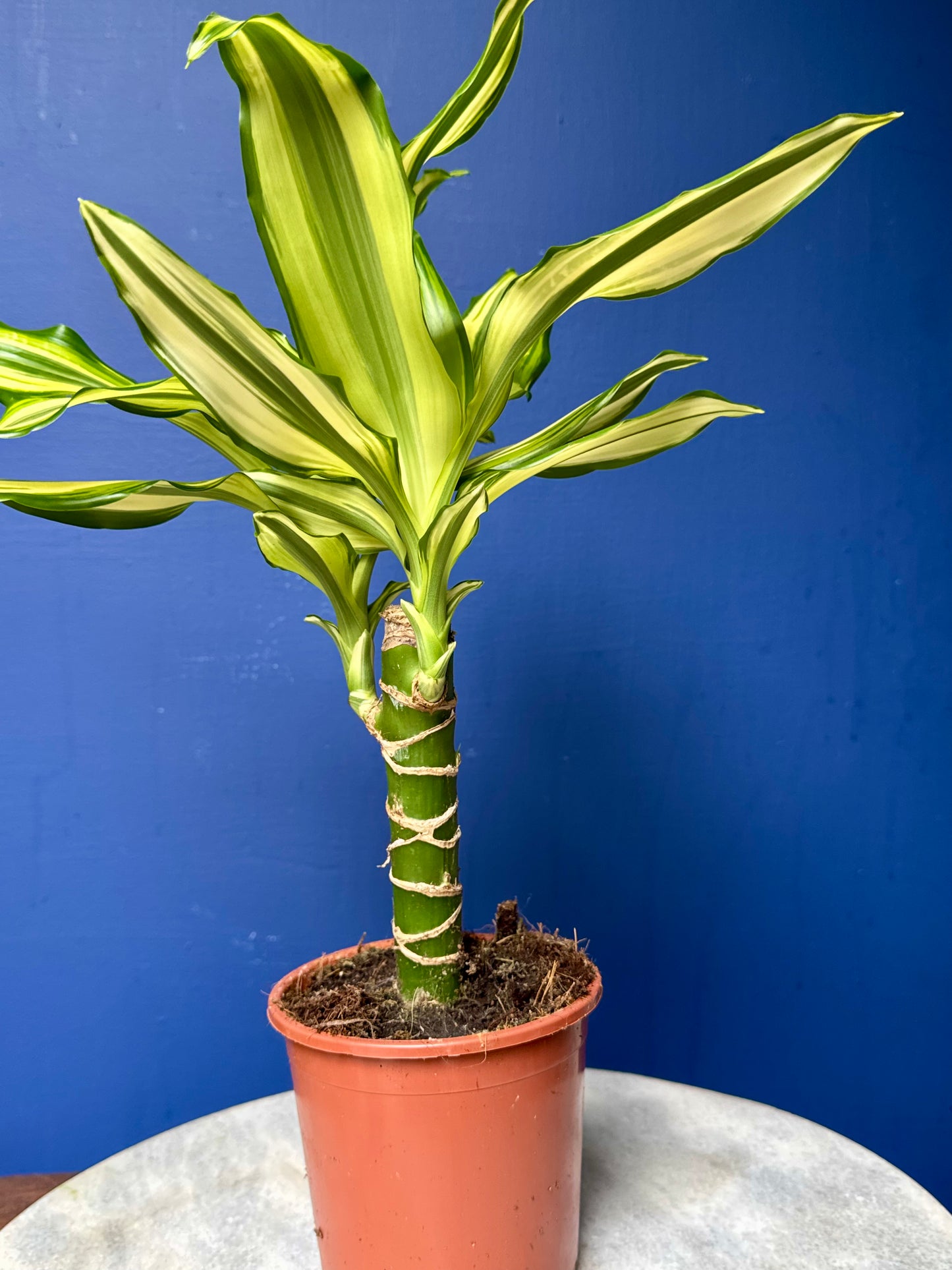 Dracaena Fragrans Yellow Coast - Corn Plant