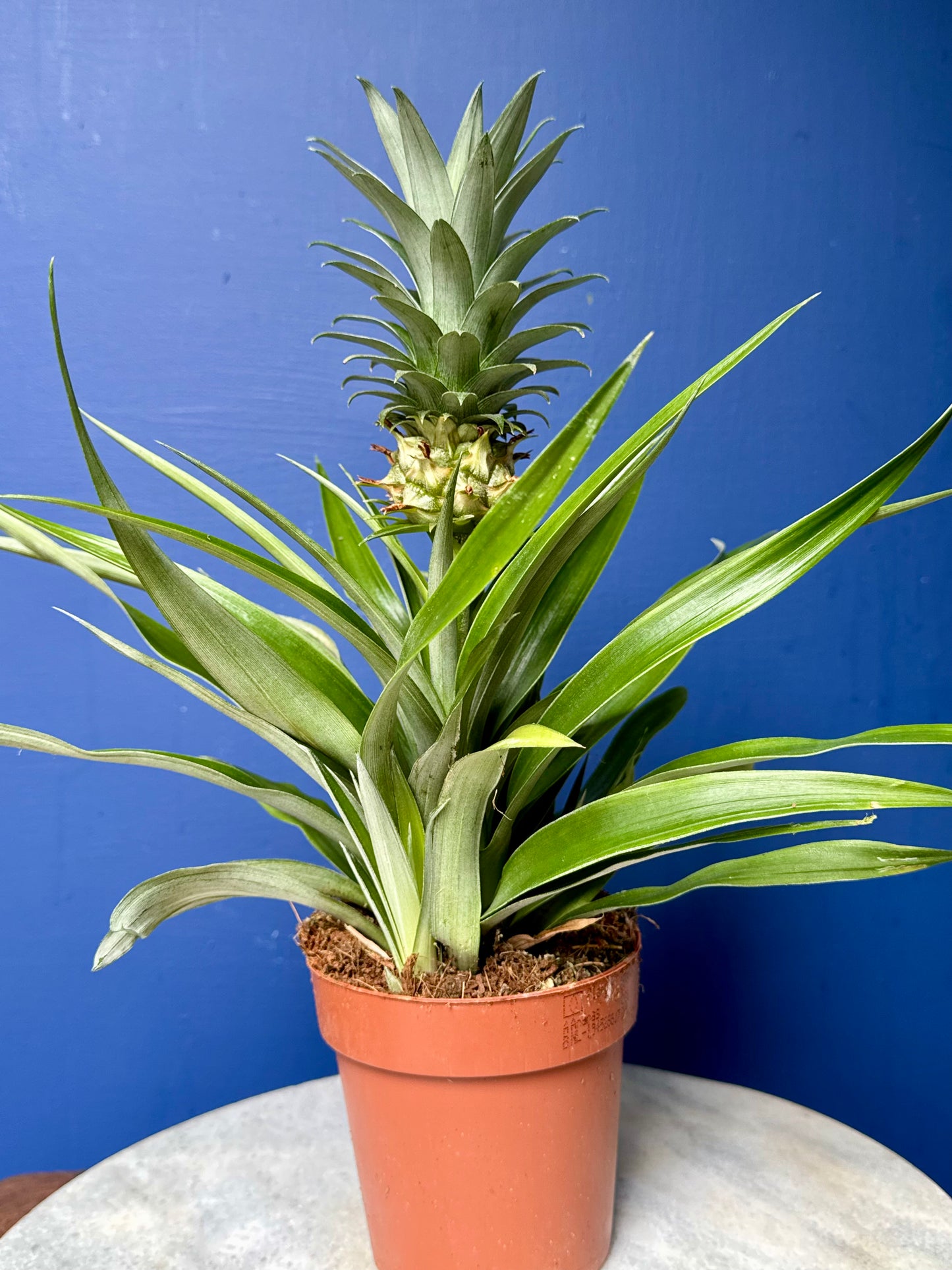 Ananas Mi Amigo - Ornamental Pineapple Plant