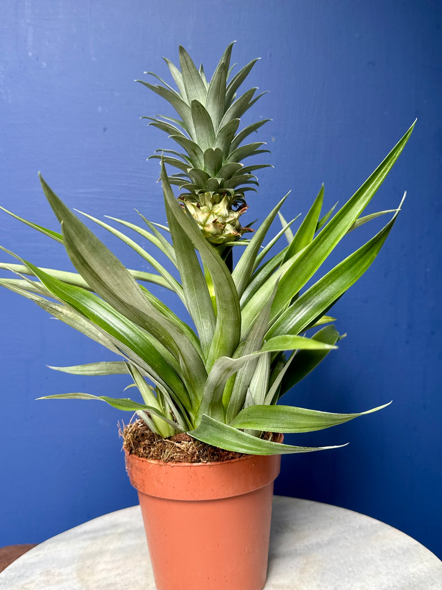 Ananas Mi Amigo - Ornamental Pineapple Plant