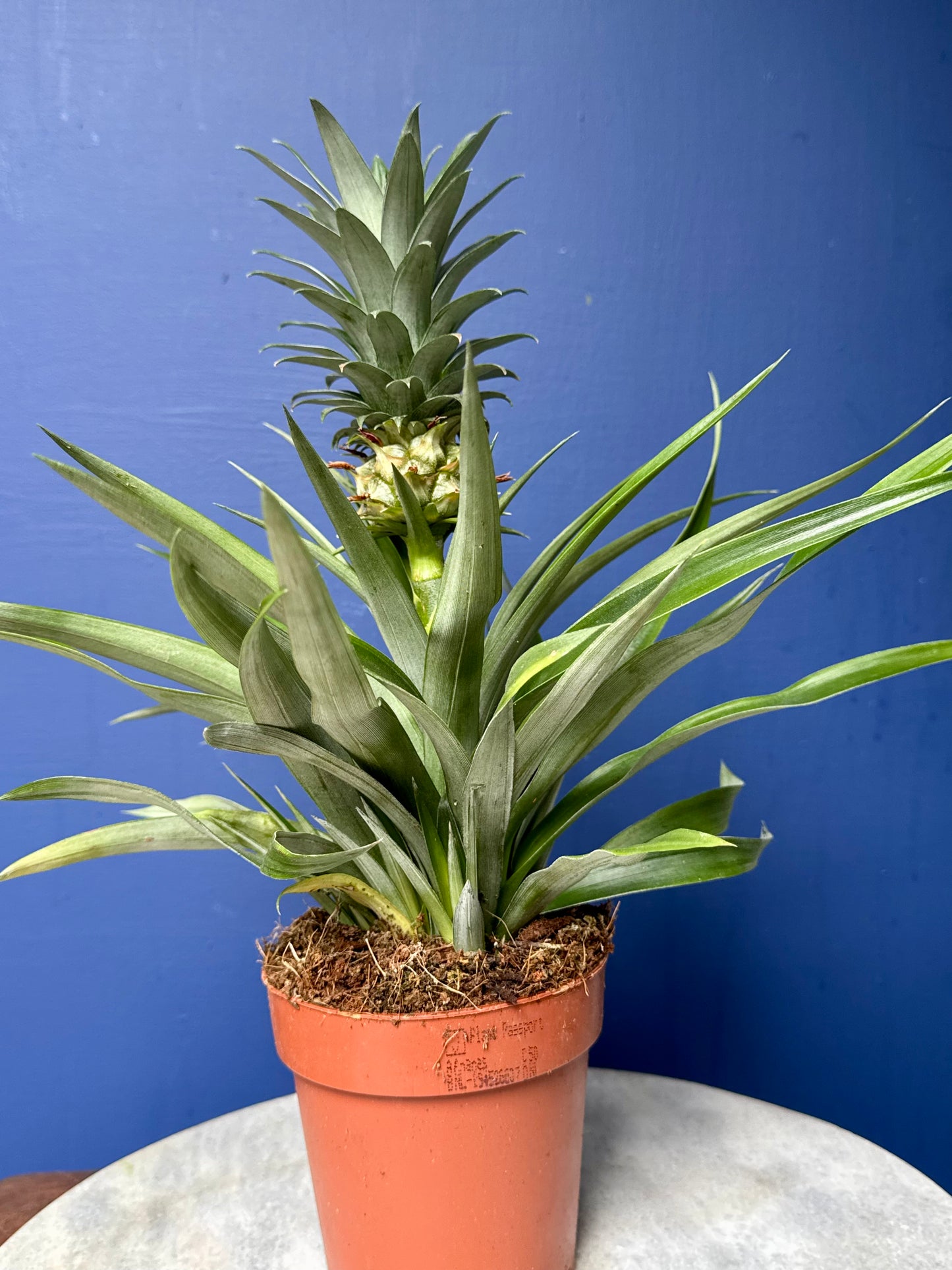 Ananas Mi Amigo - Ornamental Pineapple Plant