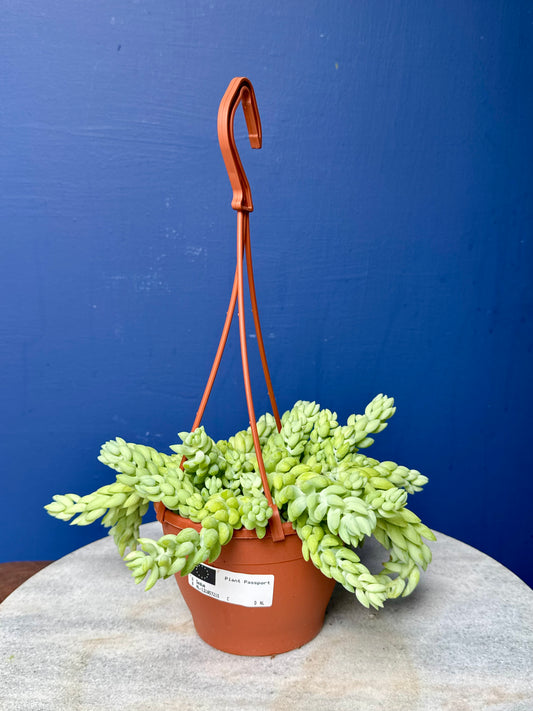 Sedum Morganianum - Burro's/Donkey's Tail