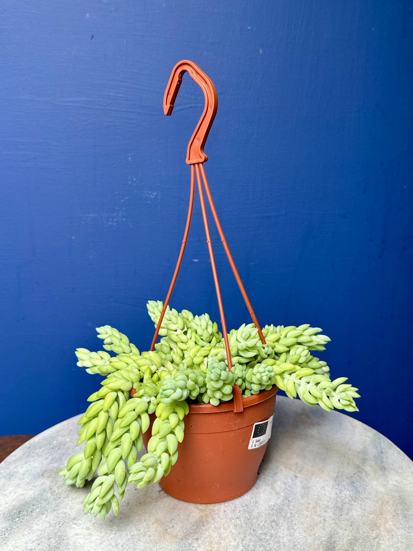 Sedum Morganianum - Burro's/Donkey's Tail