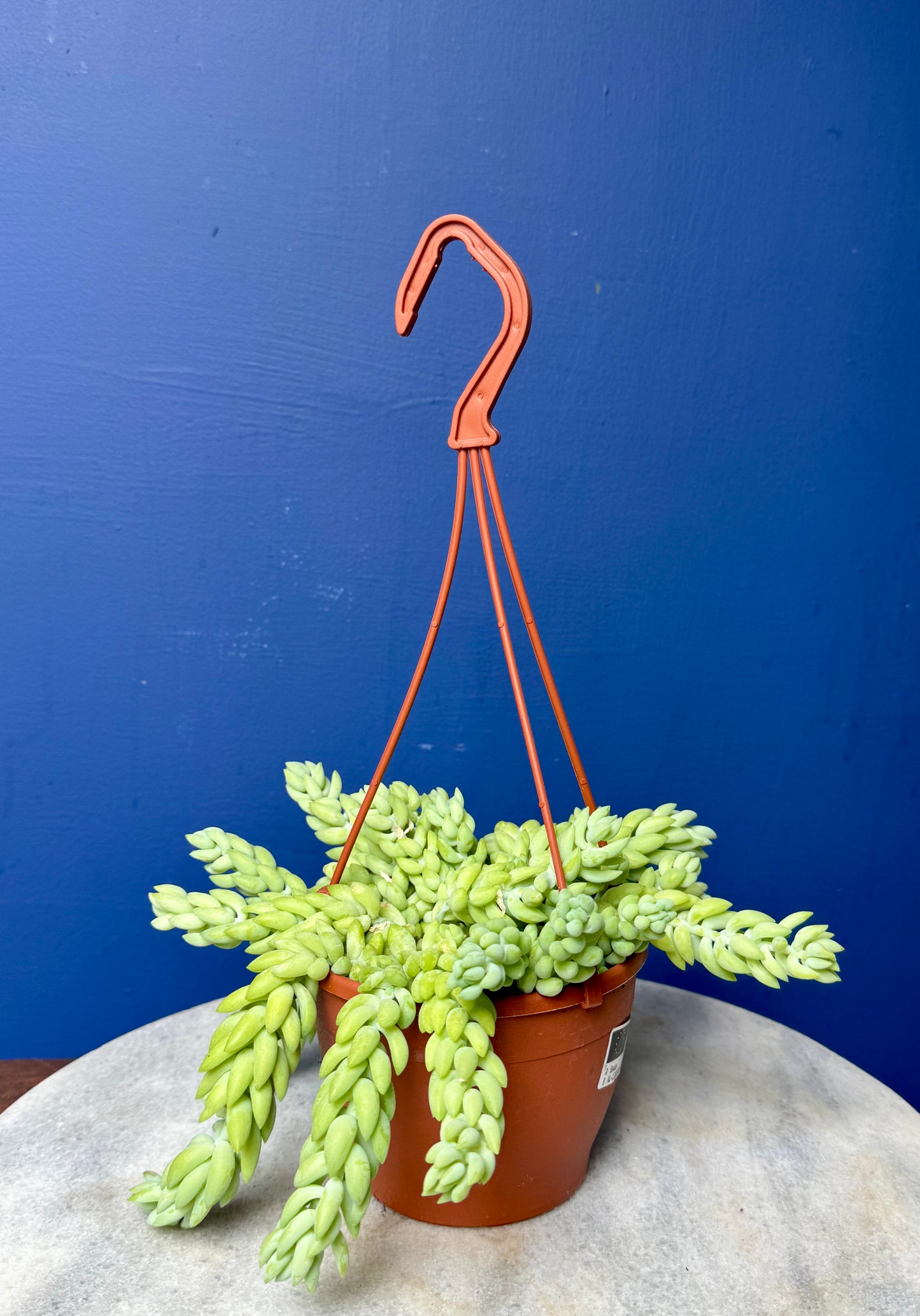 Sedum Morganianum - Burro's/Donkey's Tail