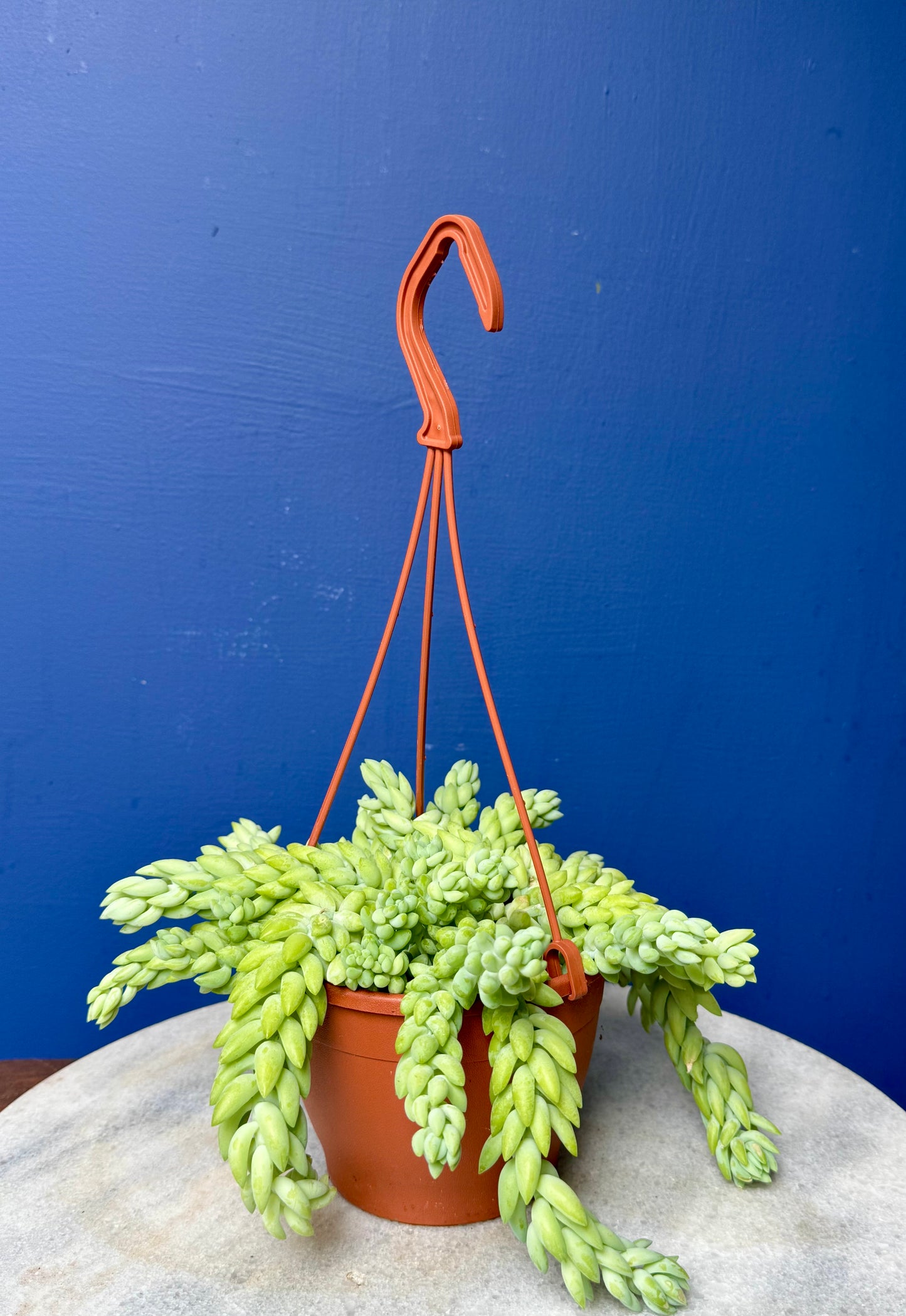 Sedum Morganianum - Burro's/Donkey's Tail